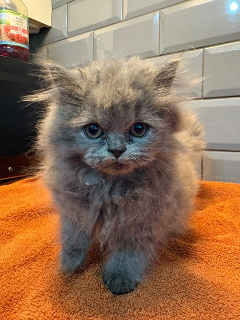 Beautiful longhair pure British blues 