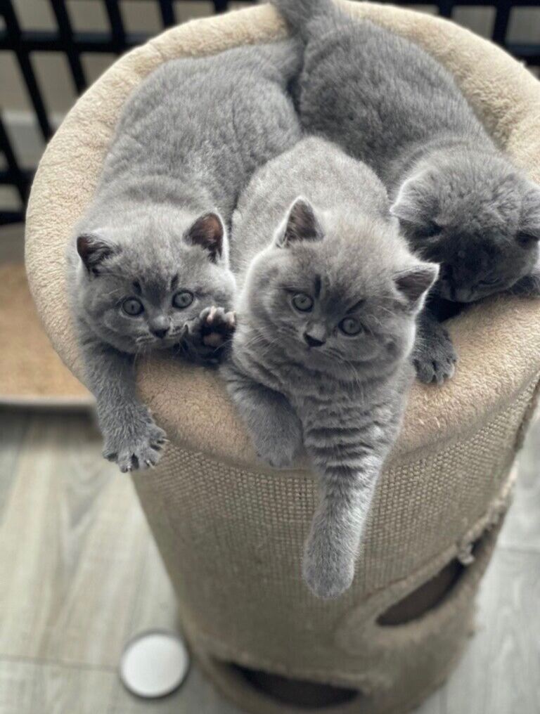 Beautiful British Shorthair (BSH) Little Princess & Handsome Boys Available 🐾