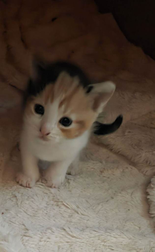 2 calico kittens for sale