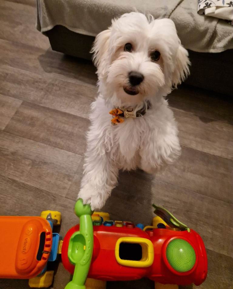 💕🐶 Beautiful, Loving Dog 🐶💕