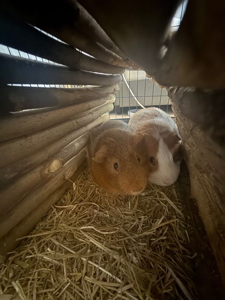 Good home wanted for 2 male guinea pigs 