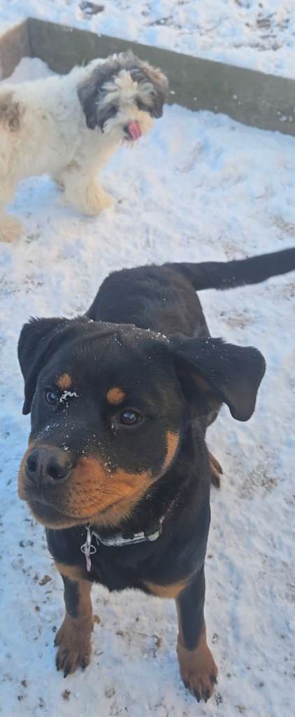 8 month old female rottweiler 