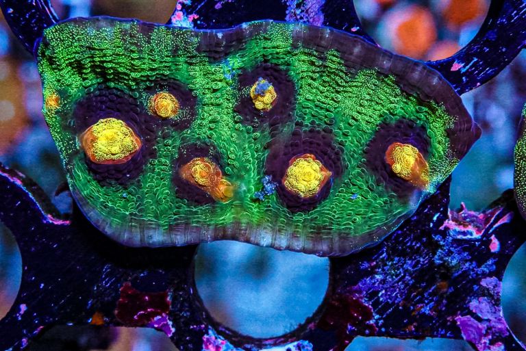 Raja Rampage chalice marine coral frags 