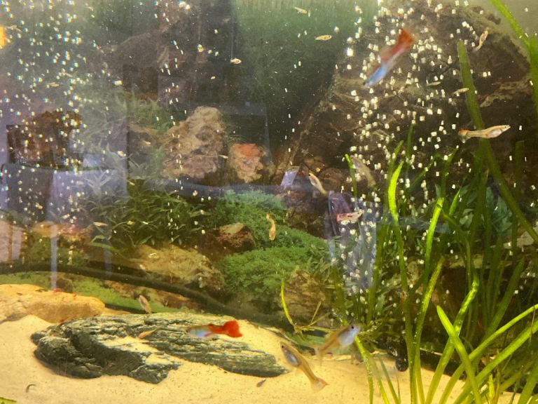 Lemon blue eyes. Pleco 