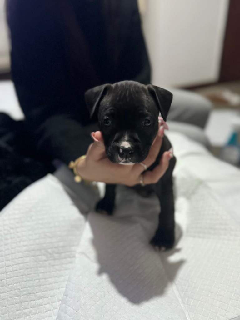 Staffordshire Bull Terrier Puppy