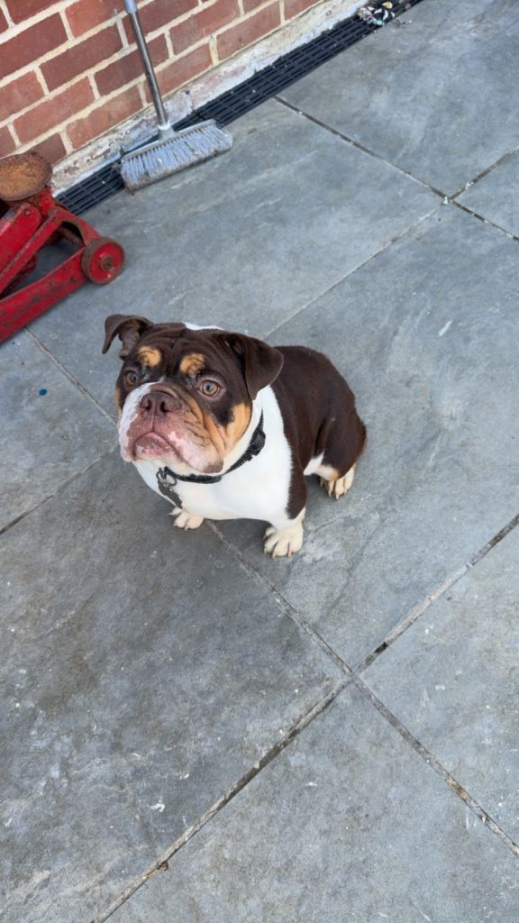 DWKC registered female English bulldog 