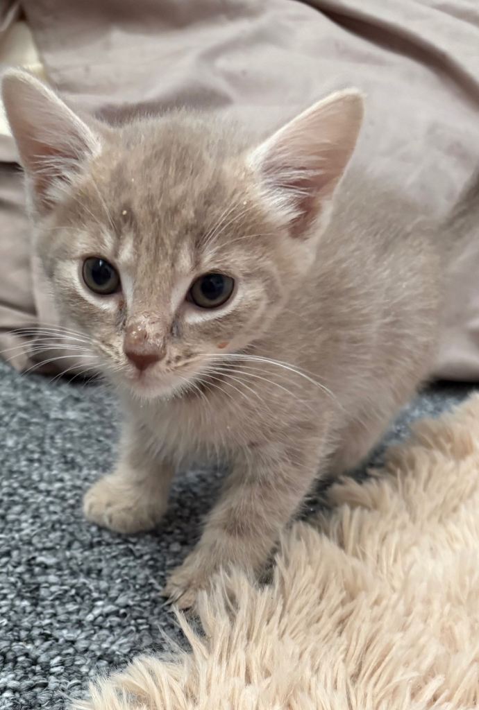 Kittens for sale 
