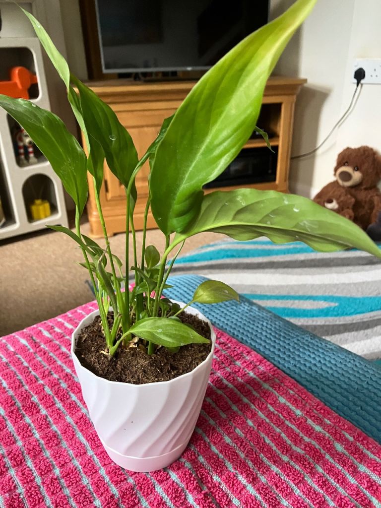 FABULOUS PEACE LILY PLANT ( indoor plant) 