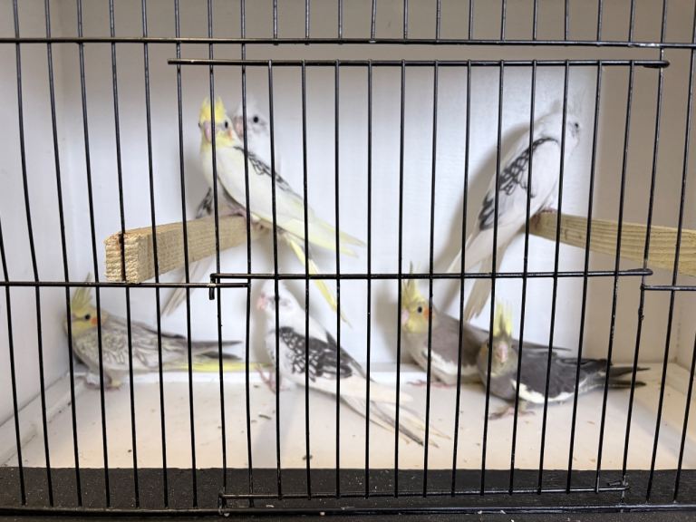 Baby cockatiels