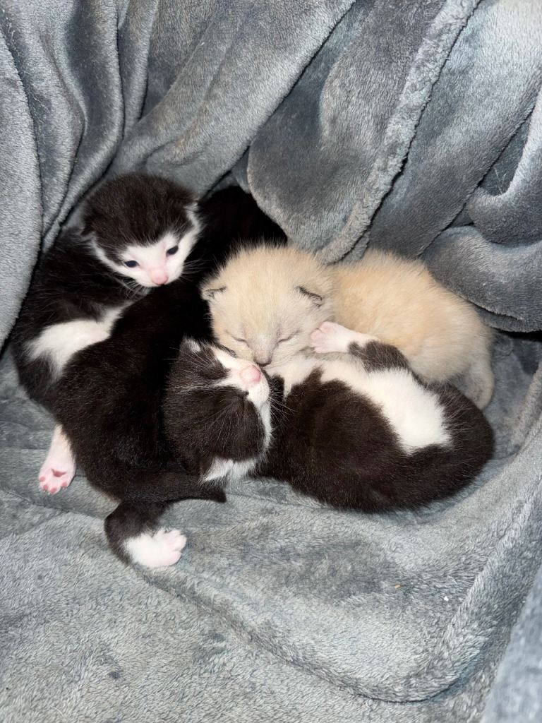 3 black & white kittens, ready to leave on 26/1/26