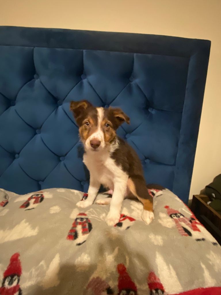 1 Boy Red/Brown Tri BorderCollie: rough coat