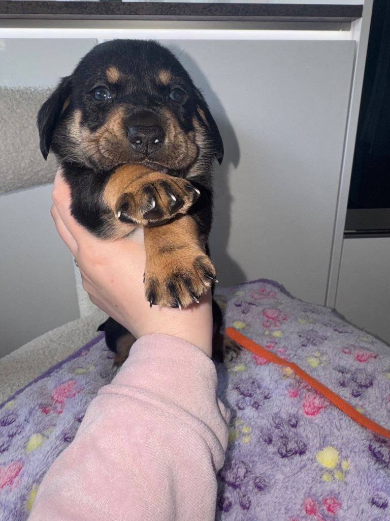 Labrador x Dachshund puppies 🐾 