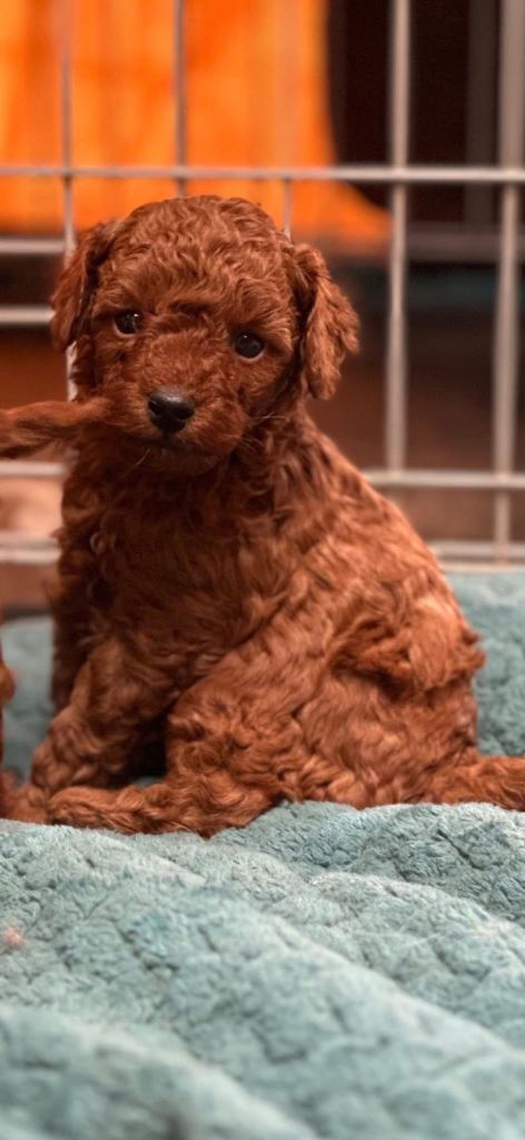 F1BB cockerpoo puppies 