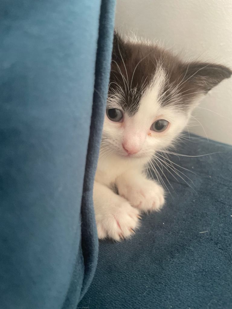 2 black and white boy kittens 