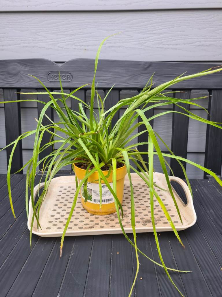 Eryngium agavifolium foliage outdoor rockery pond plant mature