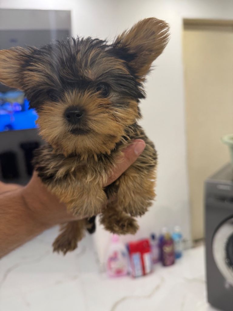 Yorkshire Terrier mini