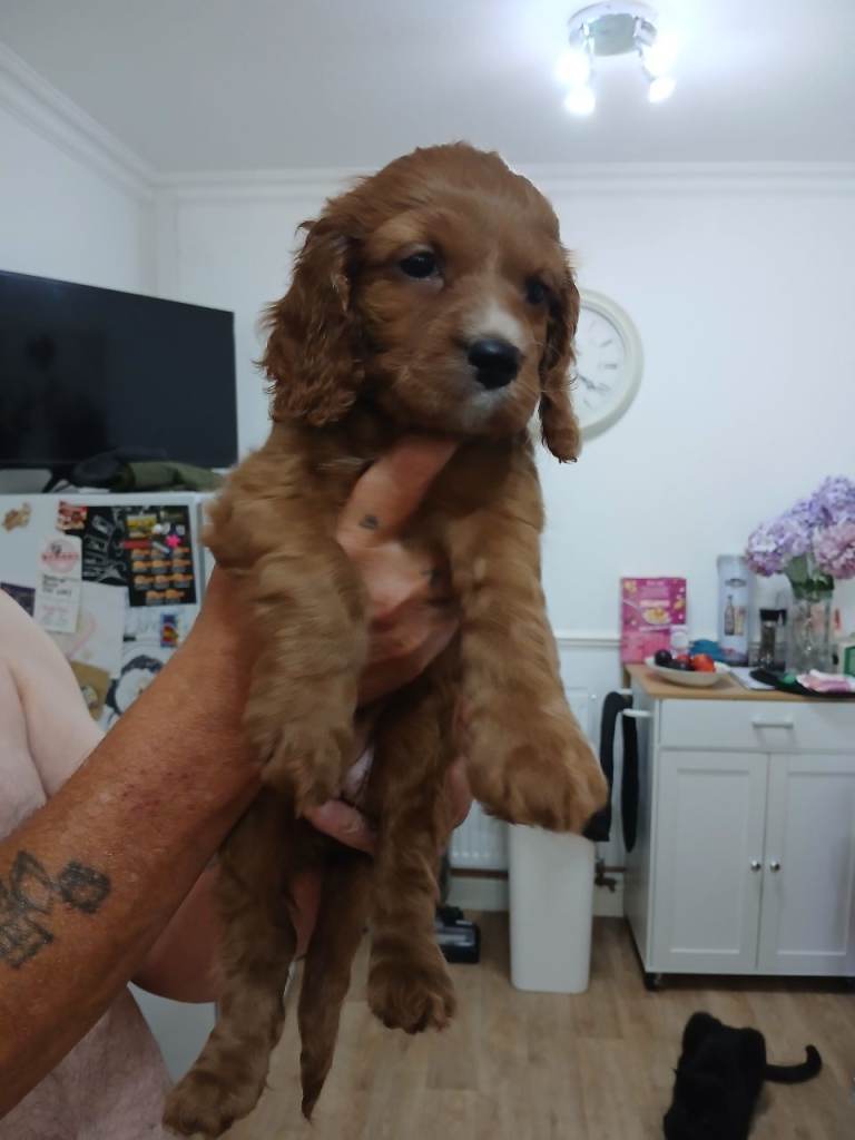 Beautiful cockerpoo female