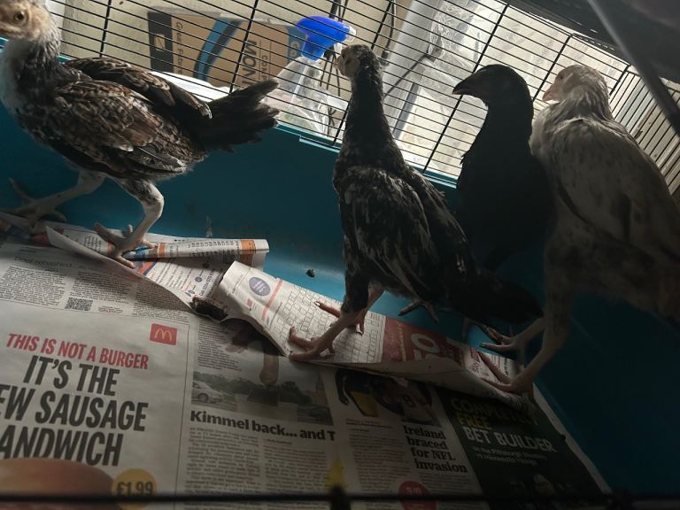 Aseel Rooster, hens and Pullets for sale