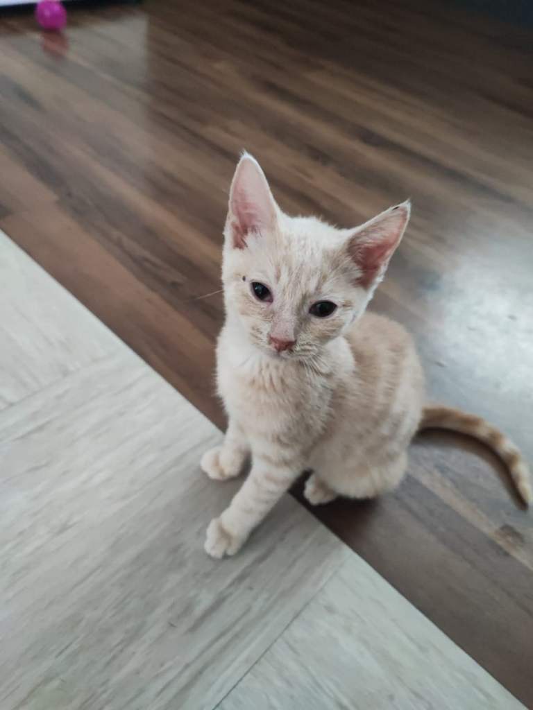 3 British shorthair male kittens for sale 