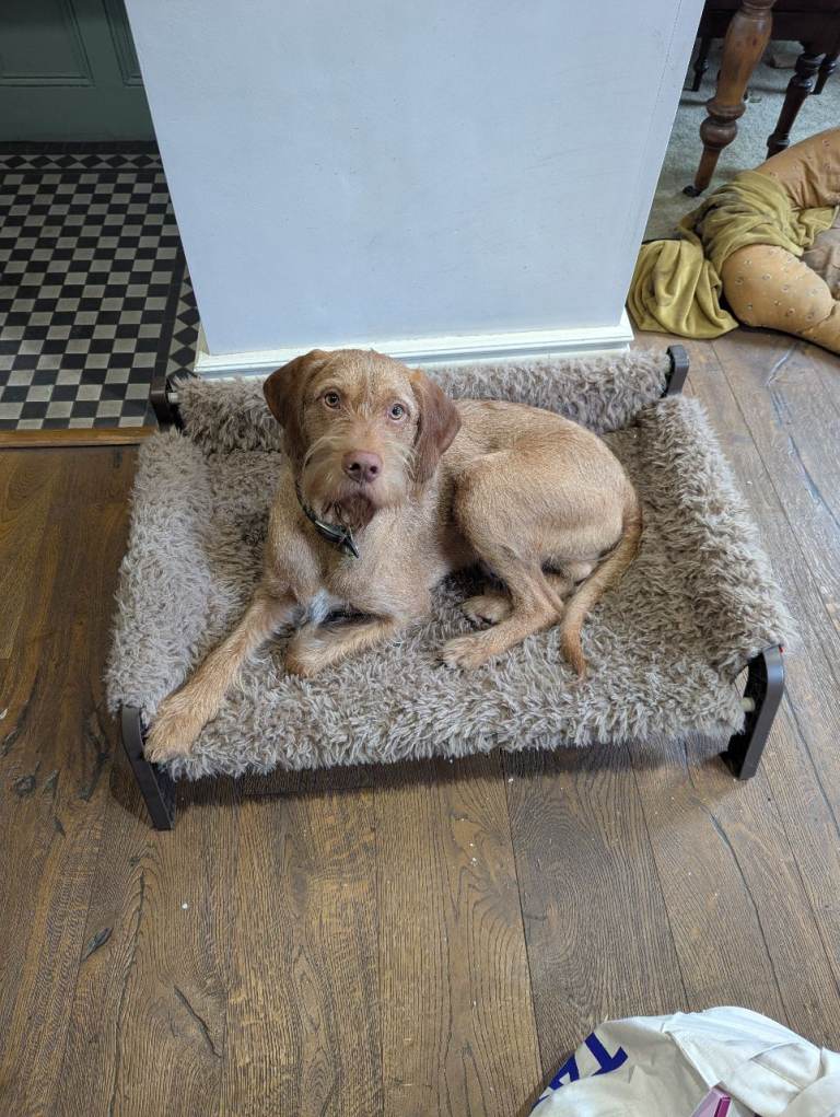Raised Dog Sofa Bed