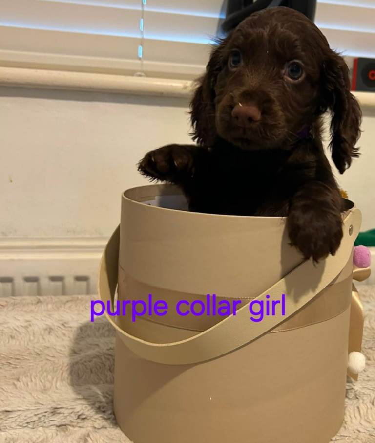Cocker spaniel puppy for sale