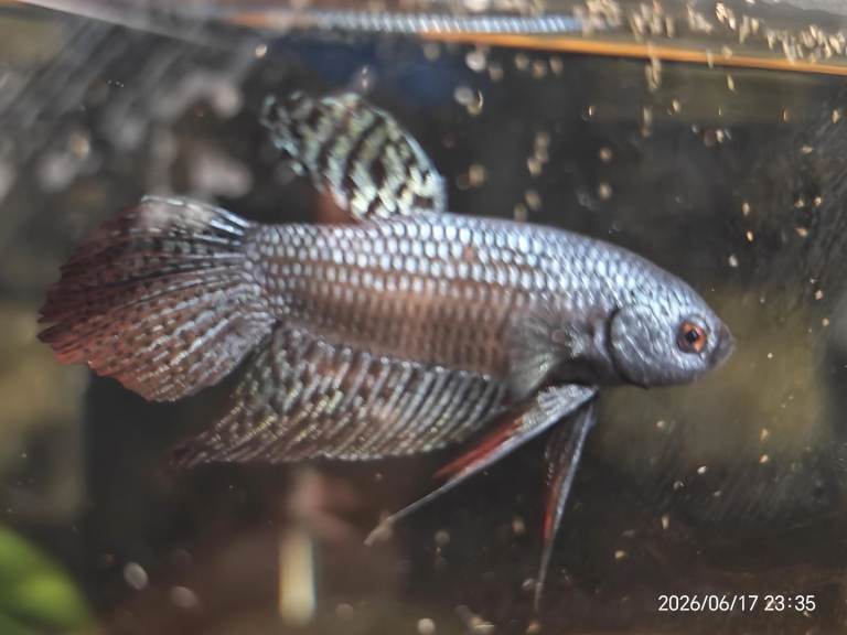 Angels, Discus, Corydoras, Rams, Plecs, Betta fish