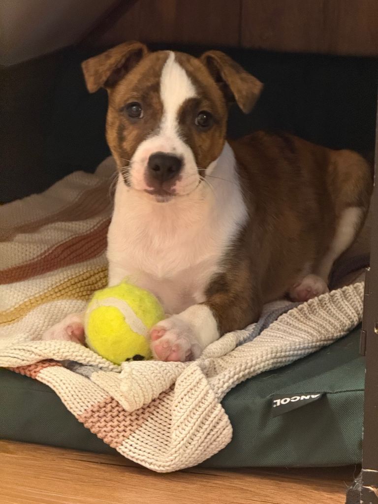 Staffy x Terrier in Walsall 1 boy ready to go 