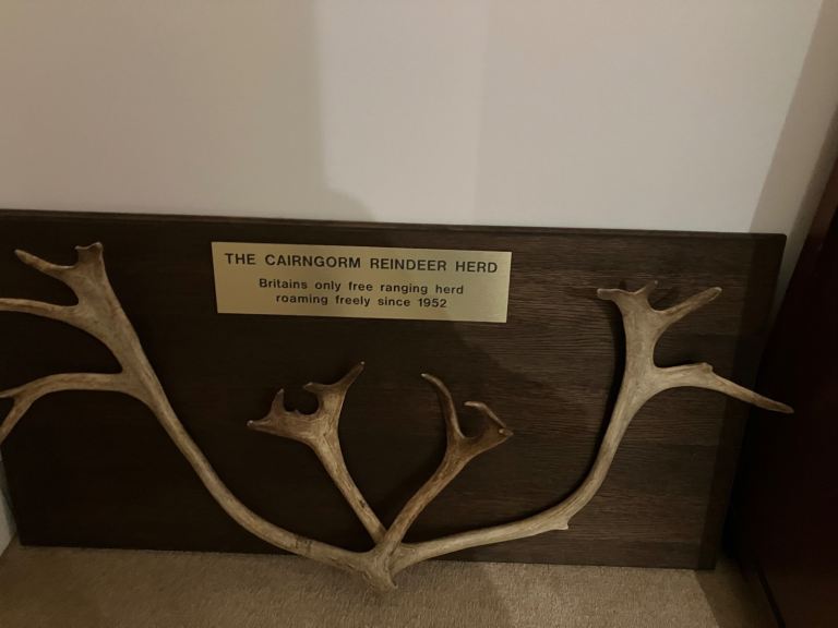 Mounted Reindeer Antlers