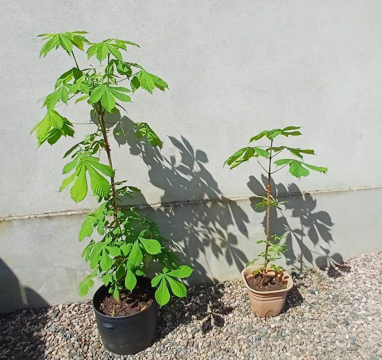 2 Young Chestnut Trees