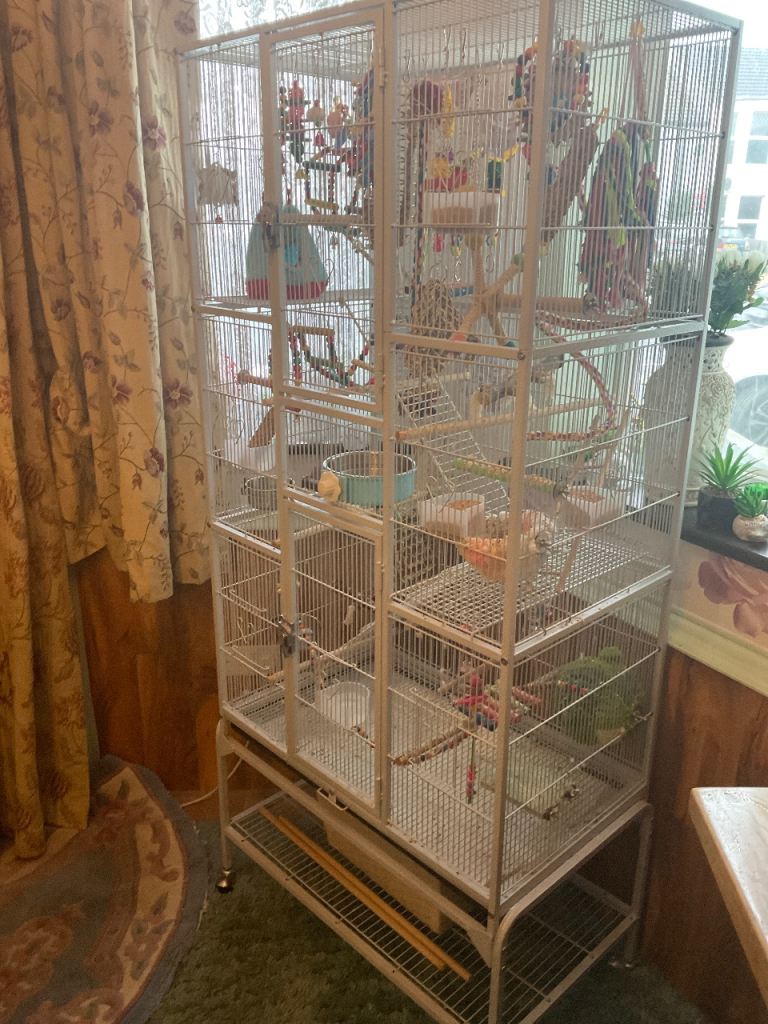 BIRD CAGE WITH 3 GORGEOUS BUDGIES WELL LOOKED AFTER ALWAYS SINGING 