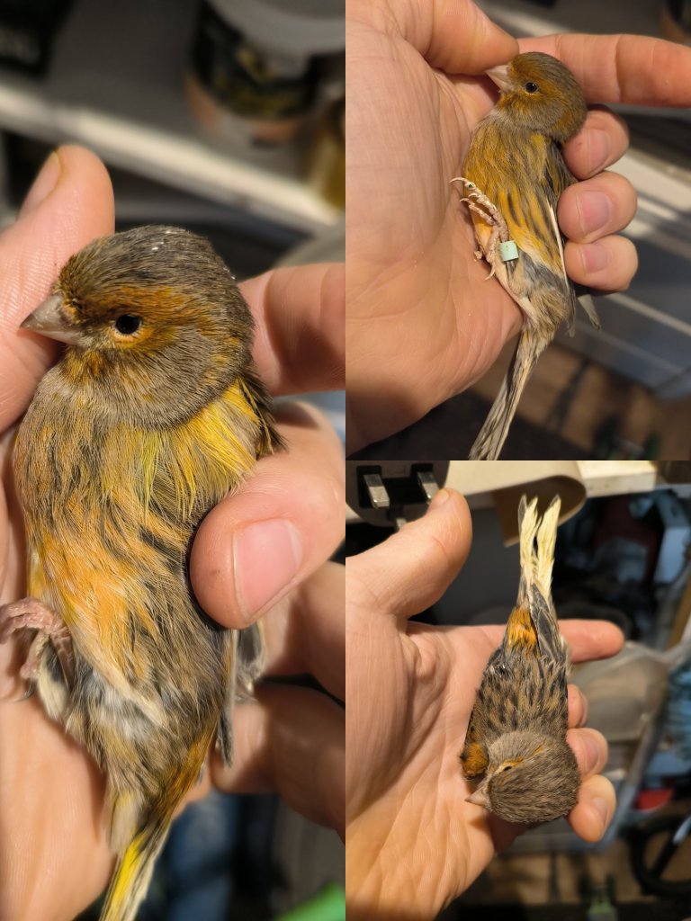 Young canary females in Taunton 