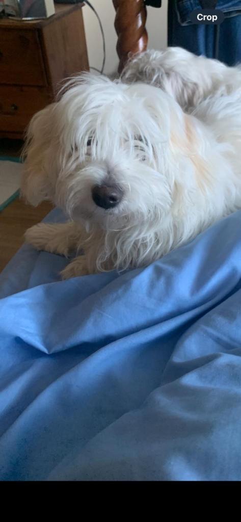 Bichon Maltese pup