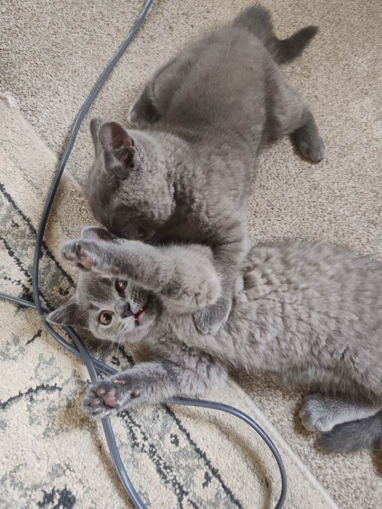 Ready to leave 1 Female British shorthair kitten