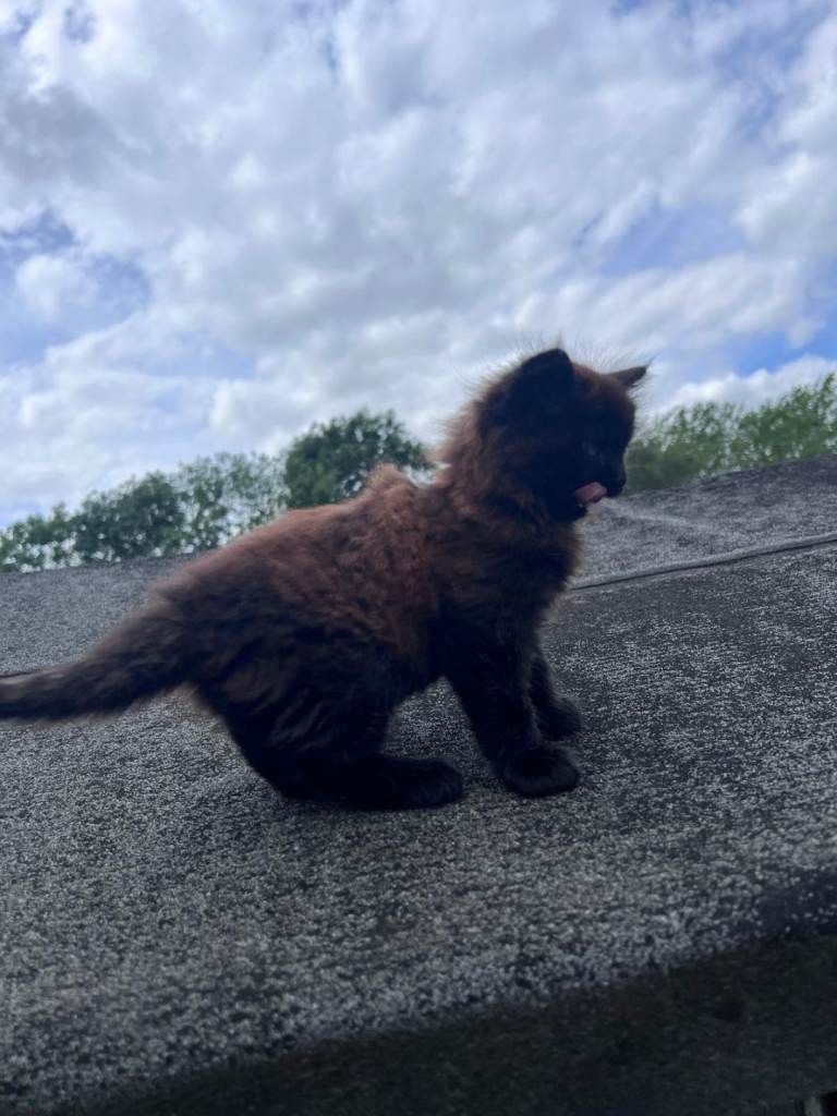 Kitten 