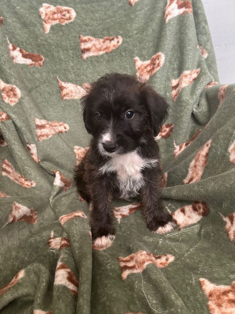 Patterdale x yochon pups