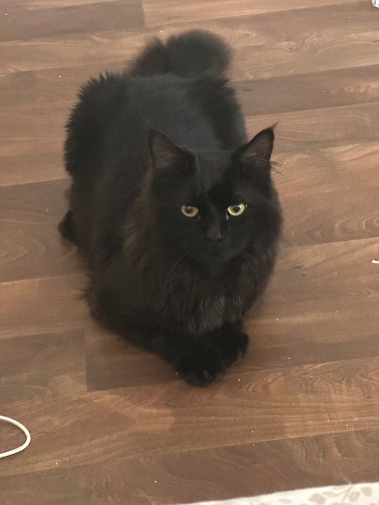 Persian Cat For Sale