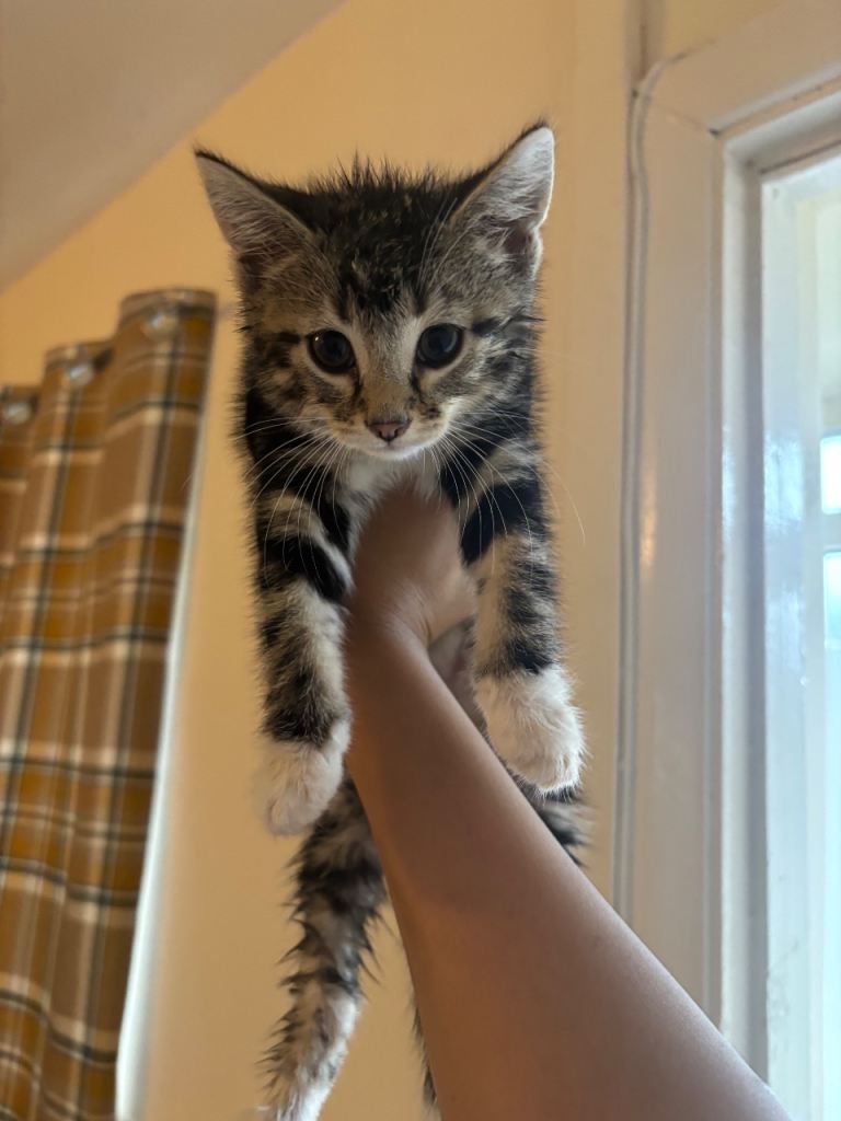 3 kittens need a forever home 