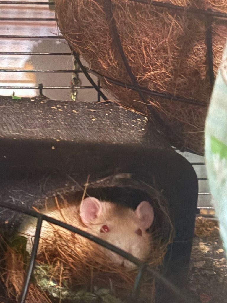 2 beautiful female rats 
