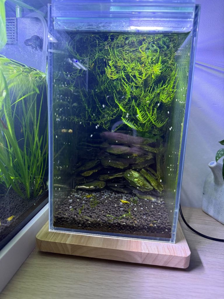 Nano shrimp aquarium tank