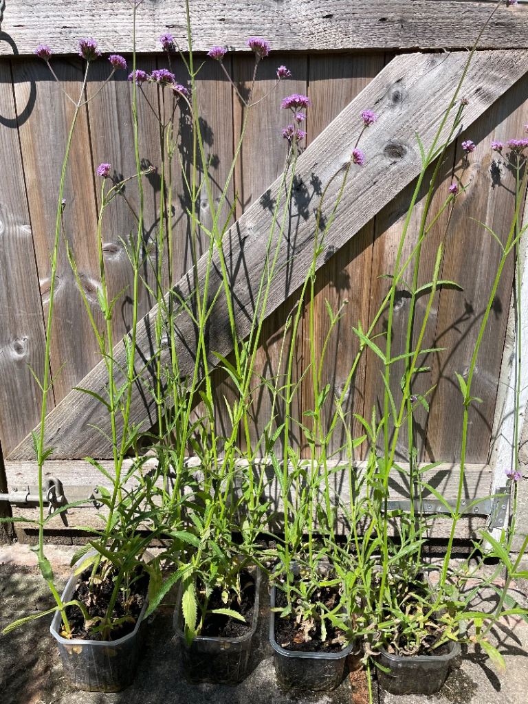Verbena Plants – Ready for Your Garden