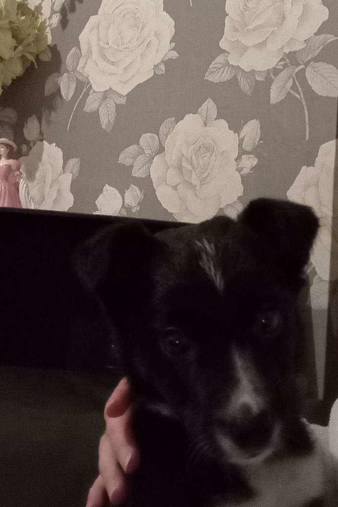 Collie puppy