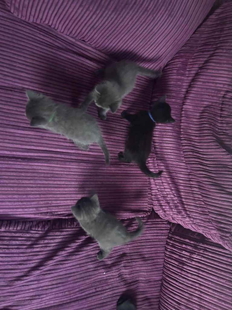 Kittens for sale