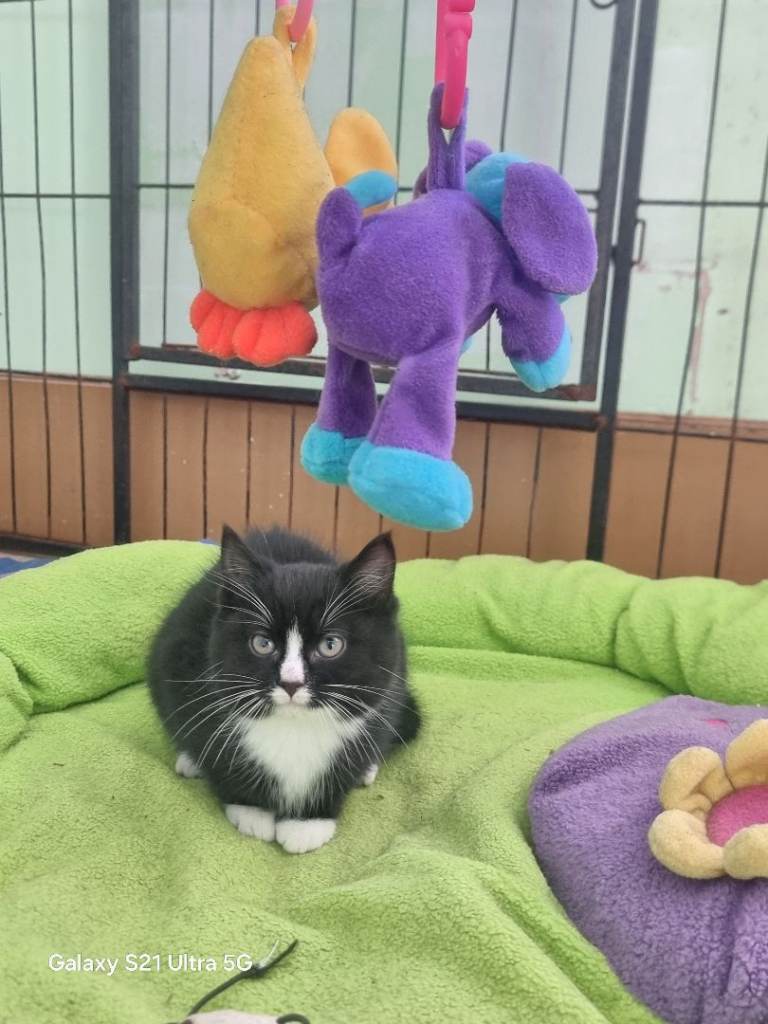 Mixed kittens, black kittens ,female