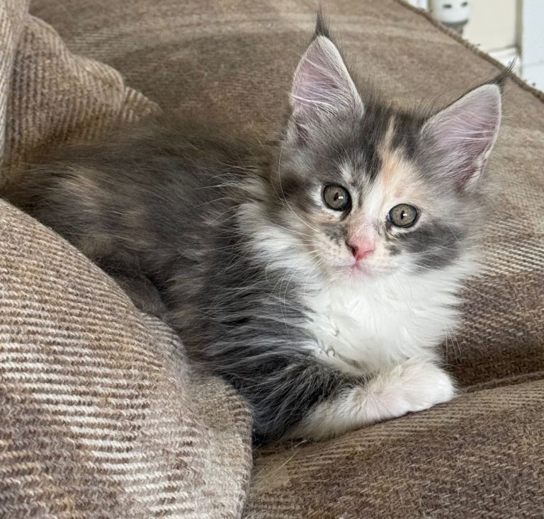 Maine Coon Kittens