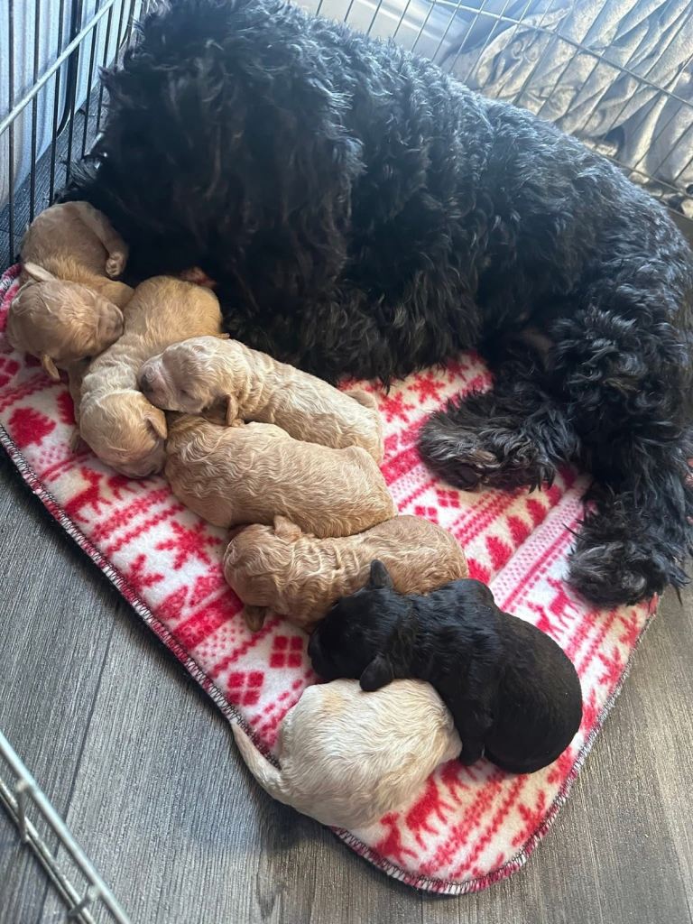Cockapoo puppies 