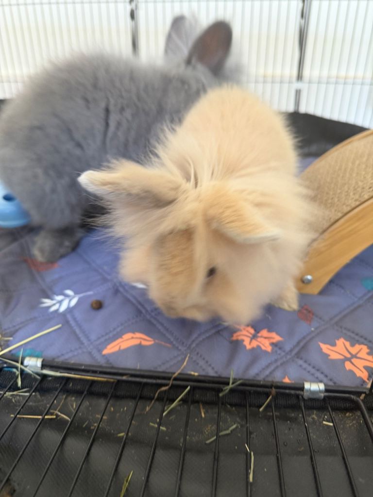 Rabbits 