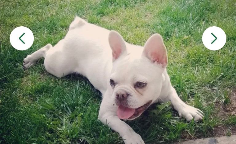 French Bulldog - White