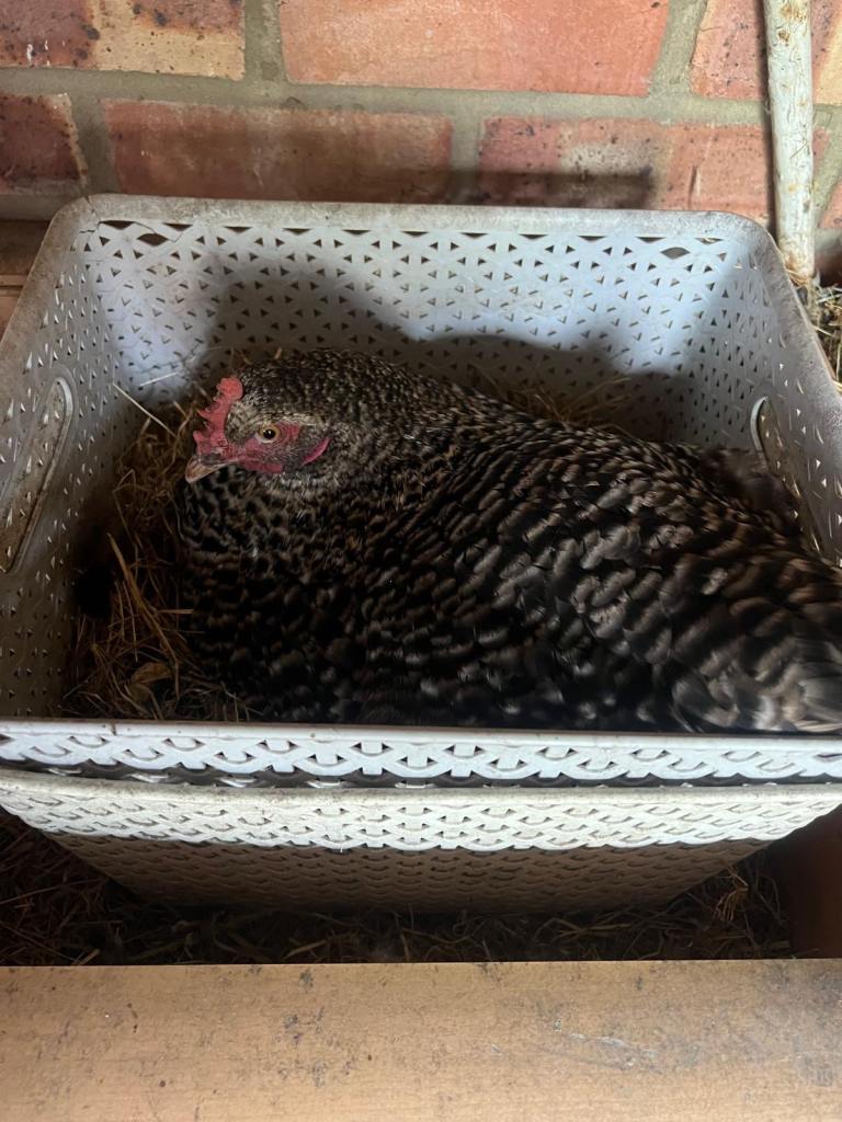 Chickens for sale 