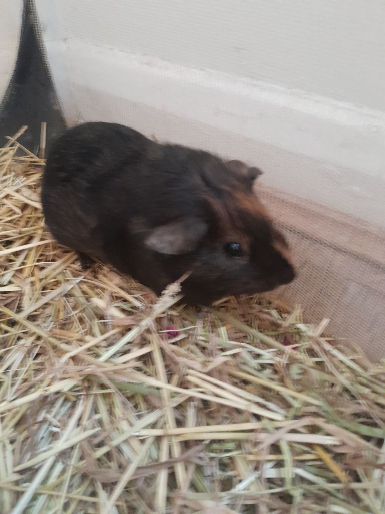 Baby guinea pig for sale 