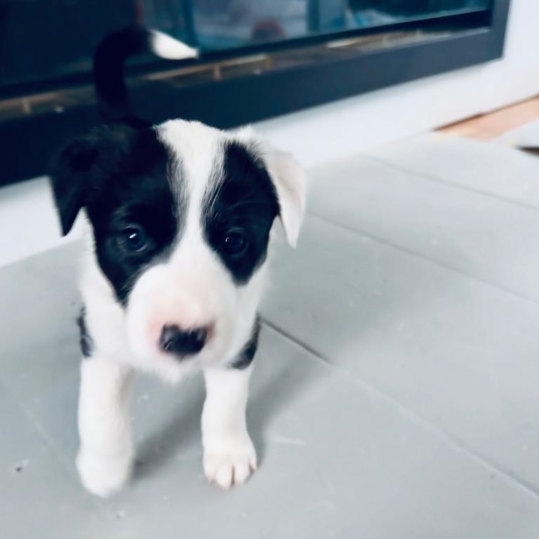 Border Collies puppies